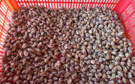 Ngư dân Bình Thuận trúng đậm ốc hương