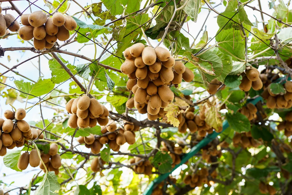 Thực phẩm châu Âu: Tiêu chuẩn bền vững cho một tương lai khỏe mạnh hơn