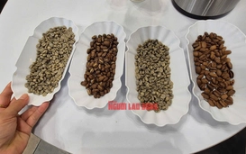 Giá cà phê hôm nay 16-6: Bao giờ xả kho?