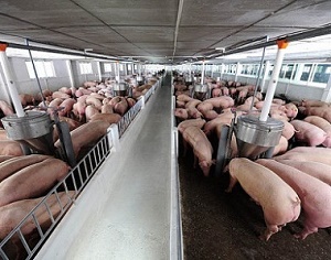 Giá heo hơi hôm nay 18/3/2021: Dao động từ 73.000 - 77.000 đồng/kg