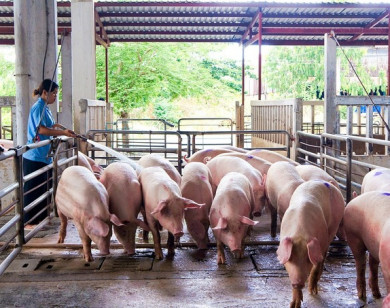 Giá heo hơi hôm nay 2/5/2021: Giảm tại một số tỉnh