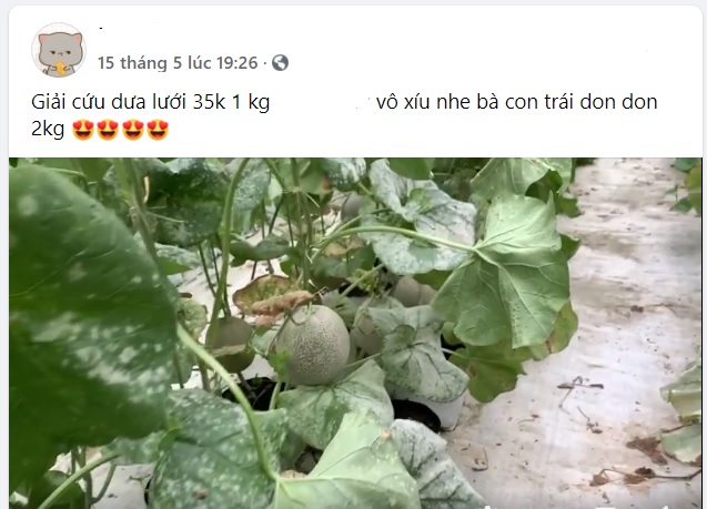 Giải cứu dưa lưới vì nhà hàng, khách sạn, karaoke giảm mua