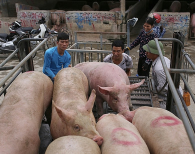 Giá heo hơi ngày 21/7/2021: Có nơi tăng 3.000 đồng/kg