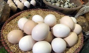 Giải mã hiện tượng trứng gà tăng giá kỷ lục, thương lái tranh nhau mua giữa tâm dịch