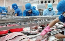 Đại gia cá tra kêu cứu vì lệnh dừng 