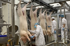 Doanh nghiệp chăn nuôi thời COVID-19: Kẻ cười, người khóc