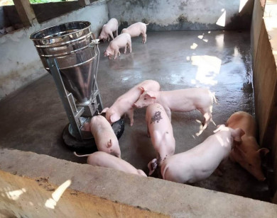 Giá heo hơi ngày 4/9/2021: Miền Nam có giá cao nhất cả nước