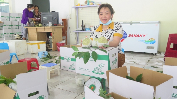 50% sản lượng na Chi Lăng đã được tiêu thụ