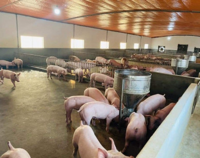 Giá heo hơi ngày 19/9/2021: Điều chỉnh từ 1.000 - 4.000 đồng/kg