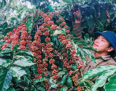 Giá nông sản ngày 4/10/2021: Cà phê tăng nhẹ, tiêu cao nhất 82.000 đồng/kg
