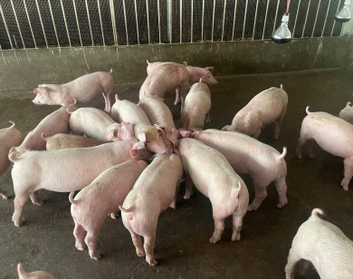 Giá heo hơi ngày 30/10/2021: Heo hơi lên xuống thất thường, nông hộ không mạo hiểm vào đàn?