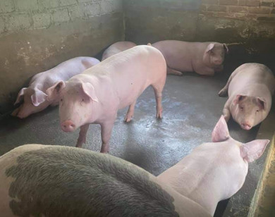 Giá heo hơi ngày 11/12/2021: Chững giá, cao nhất 53.000 đồng/kg