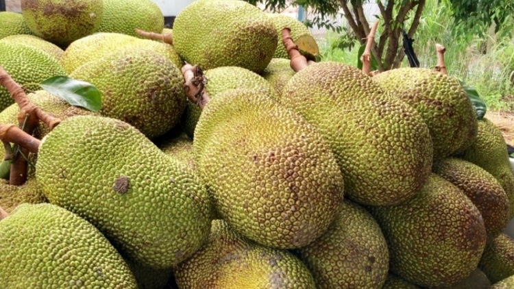 Giá mít Thái ở ĐBSCL đã xuống 4.000/kg nhưng rất khó tiêu thụ