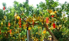 TP.HCM: Nhà vườn trang trí cầu kỳ cho bưởi Diễn chờ đón khách đầu năm