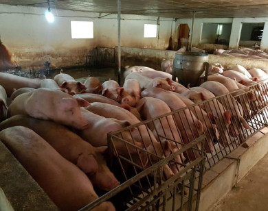 Giá heo hơi ngày 14/1/2022: Tiếp tục tăng, cao nhất 55.000 đồng/kg