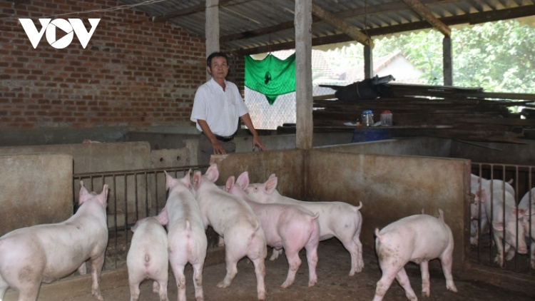 Thịt lợn có thiếu trong dịp Tết Nguyên đán?