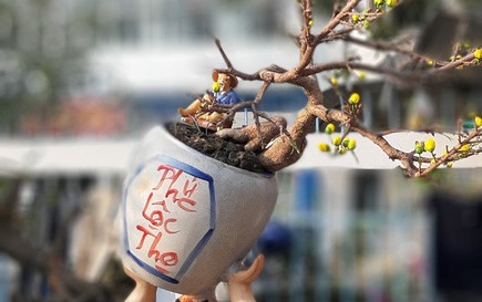 Hoa kiểng mini, kiểng 