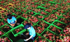 DN xuất khẩu nông sản bị giá xăng 'dìm': Cần cứu gấp như cứu hàng không