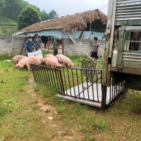 Giá heo hơi ngày 26/5/2022: Cả 3 miền tăng 1.000 - 3.000 đồng/kg