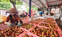 326 thương nhân Trung Quốc đến Bắc Giang thu mua vải thiều năm 2022