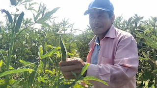 Rau, đậu rớt giá, nông dân Quảng Nam thua lỗ