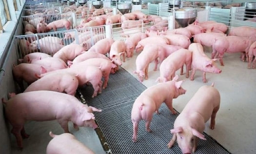 Giá heo hơi hôm nay 20/12: Tiếp tục đi ngang trên diện rộng