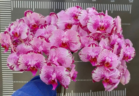 Lan hồ điệp cắt cành giá quá rẻ, chị em ồ ạt mua cắm Tết