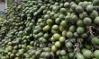 Trung Quốc gom mua cau non giá cao, Cục Trồng trọt khuyến cáo không trồng ồ ạt