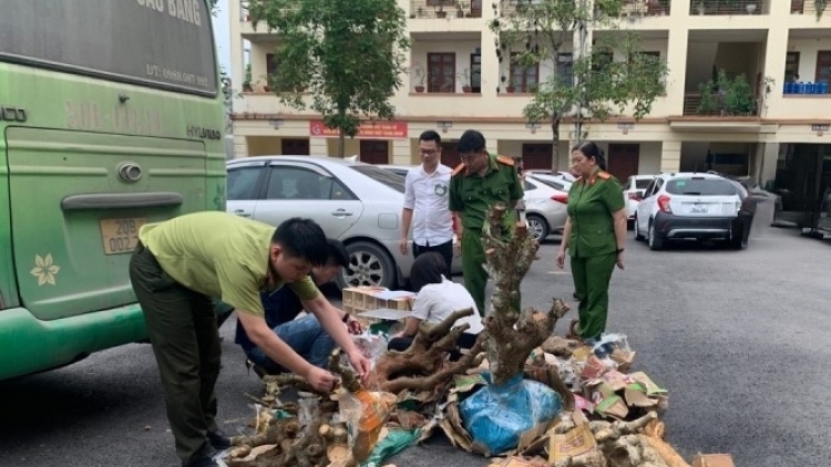 Phát hiện vụ vận chuyển lợn chết đang bốc mùi hôi thối