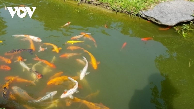 TP.HCM nỗ lực định vị thương hiệu cá cảnh xuất khẩu
