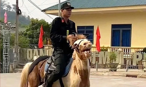 Chú ngựa nổi tiếng mạng xã hội tập luyện cho đợt diễu binh mừng lễ 30/4